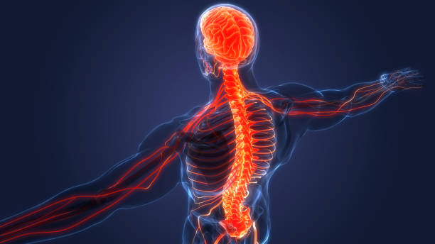 인간 신경계 뇌 해부학의 중앙 기관 - human spine digitally generated image illness healthcare and medicine 뉴스 사진 이미지