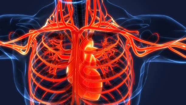 istock Human Circulatory System Heart Anatomy 1327761013