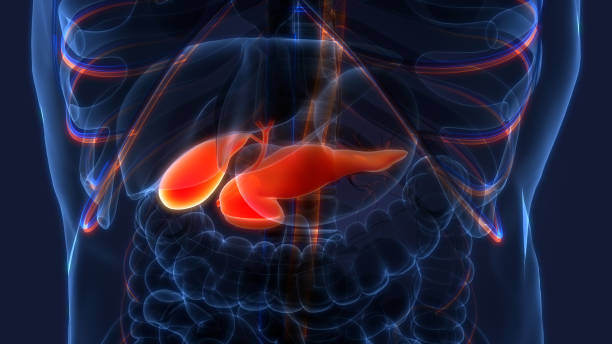 istock Human Internal Organ Pancreas with Gallbladder Anatomy 1327761037