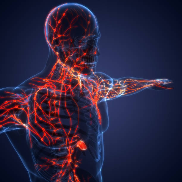 anatomía de los ganglios linfáticos del sistema interno humano - flujo sanguíneo fotografías e imágenes de stock