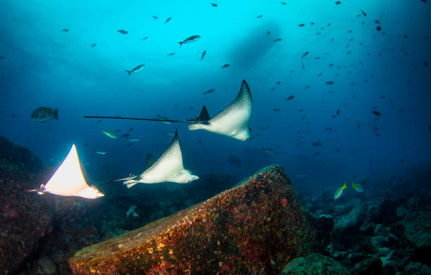 Black spotted eagle rays swimming in tropical underwaters Black spotted eagle rays swimming in tropical underwaters. Mobula ray in underwater world. Observation of animal world. Scuba diving adventure in Ecuador coast of Galapagos spotted eagle stock pictures, royalty-free photos & images