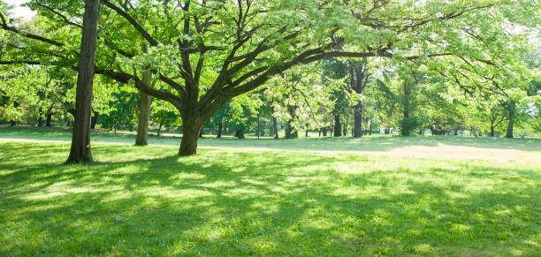 istock Banner image of garden tree 1327762177