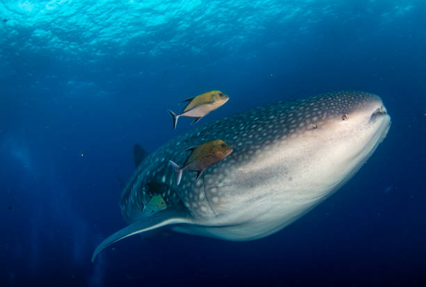 istock Whale Shark (Rhincodon typus) swimming in tropical underwaters 1327762198