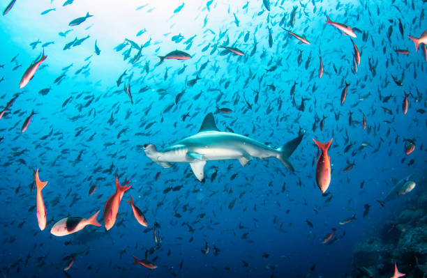 istock Hammerhead shark (Sphyrnidae) swimming in tropical underwaters 1327762235
