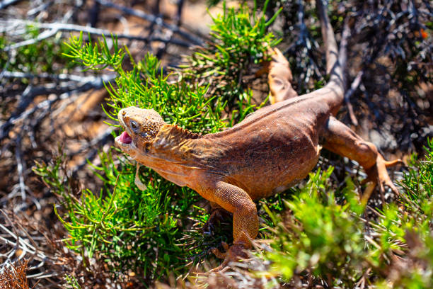 istock land iguana (Conolophus subcristatus) endemic to Galapagos islands 1327762252