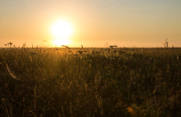 istock golden sunrise over a meadow 1327763132