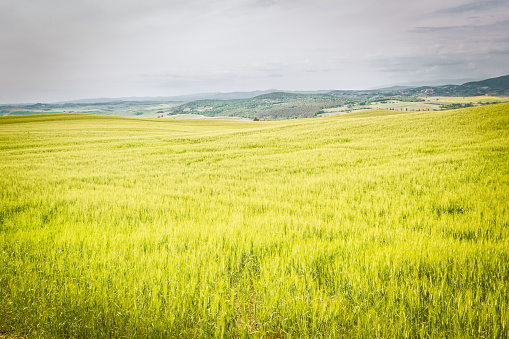 green young wheat in the field in the spring, a large number of green wheat sprouts in the spring season