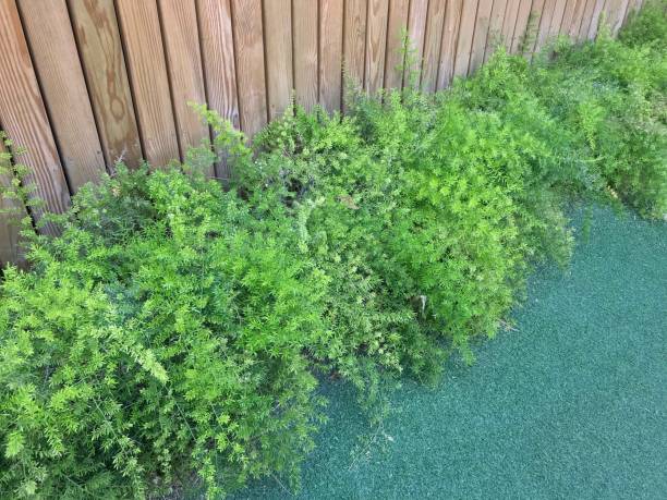 istock Climbing fig or creeping fig plant climbing on wooden wall 1327765439