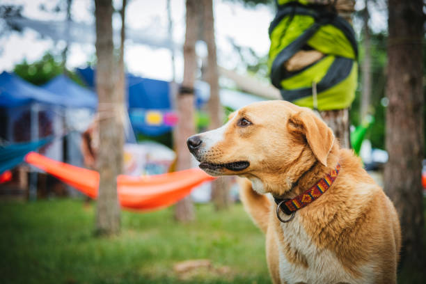 Dog at a camping