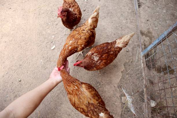 istock Chicken eating food from hand 1327765734