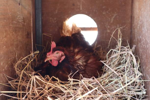 istock Hen hatching egg in wooden hen house 1327765744