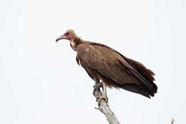 A  vulture sitting on a dry branch.