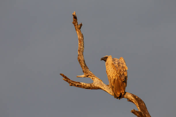 A  vulture sitting on a dry branch.