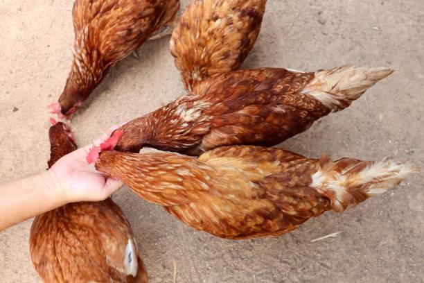 istock Chickens eating food from hand 1327765963