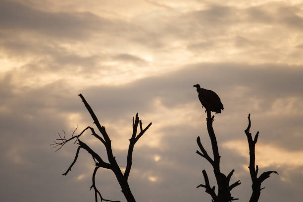 A silhouette of a vulture sitting on a dead tree