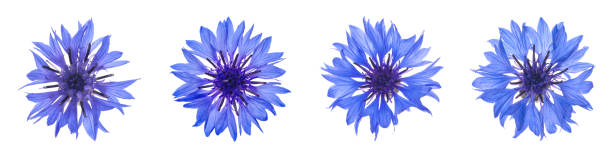 istock Set with beautiful blue cornflowers on white background. Banner design 1327766089