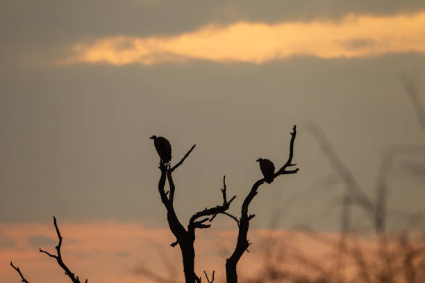 istock Silhouettes of a vultures sitting on a dead tree 1327766608
