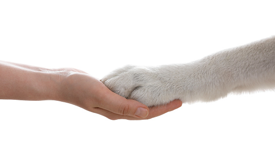 Dog giving paw to woman on white background, closeup