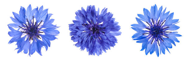 istock Set with beautiful blue cornflowers on white background. Banner design 1327767068