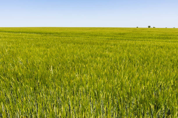istock Young wheat field in sunny weather 1327767275