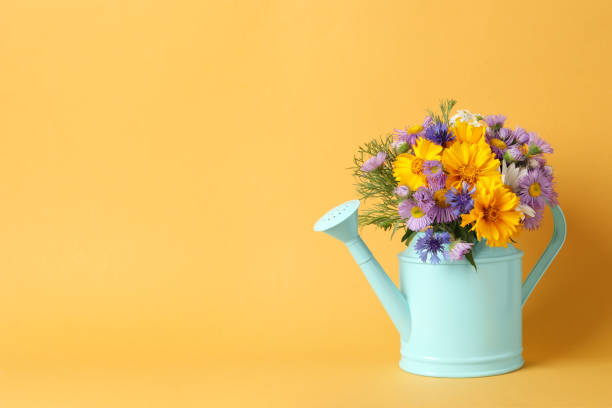 istock Light blue watering can with beautiful flowers on yellow background, space for text 1327767867
