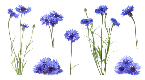 zestaw z pięknymi niebieskimi chabry na białym tle. projekt baneru - wildflower zdjęcia i obrazy z banku zdjęć