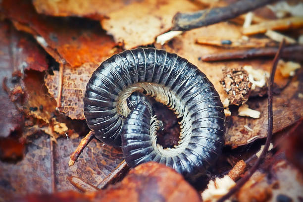millipedes