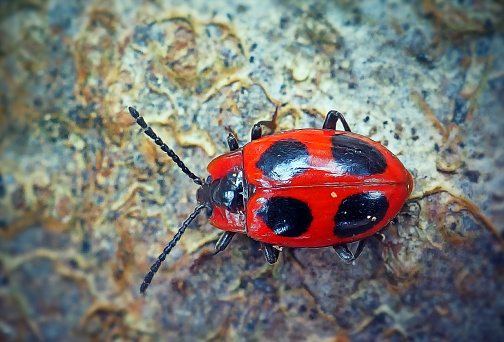 Endomychus Coccineus False Ladybird Beetle. Digitally Enhanced Photograph.