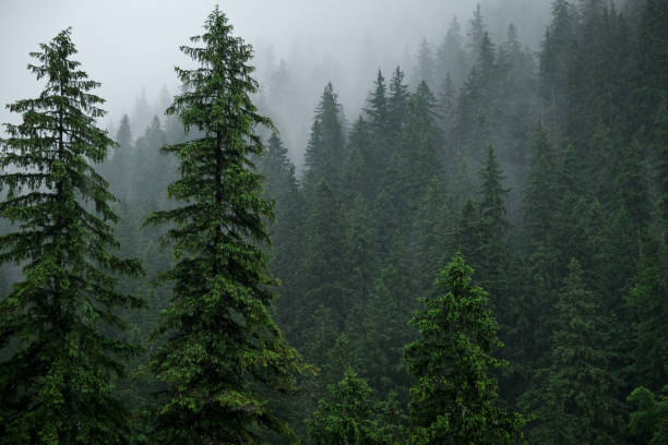 istock Rainfall over a pine tree forest high into the mountains on a summer day 1327769373