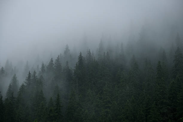 istock Rainfall over a pine tree forest high into the mountains on a summer day 1327769375