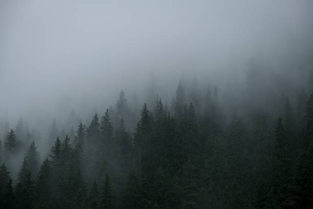 istock Rainfall over a pine tree forest high into the mountains on a summer day 1327769376