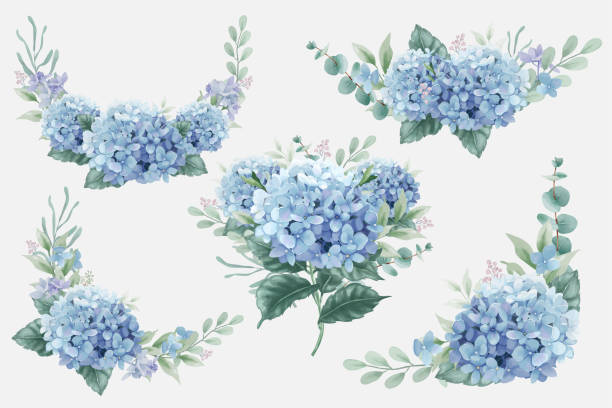 ilustraciones, imágenes clip art, dibujos animados e iconos de stock de ramos de flores de hortensia azul - hortensia