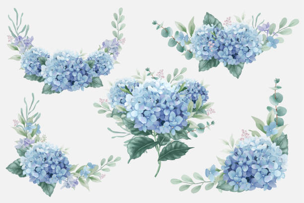 blue hydrangea flowers bouquets - ortanca stock illustrations