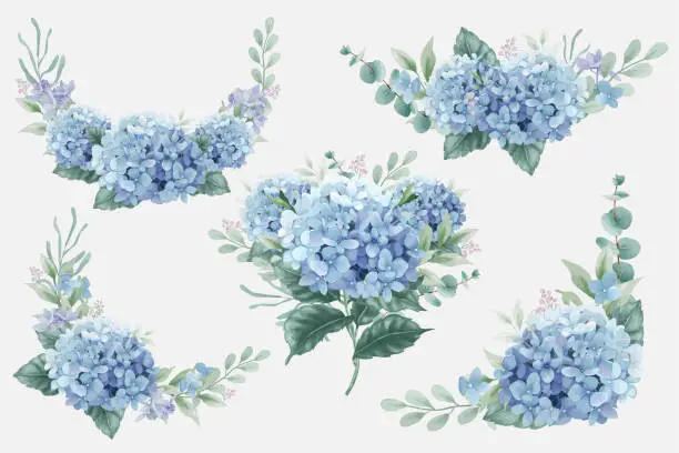 Vector illustration of Blue Hydrangea Flowers Bouquets