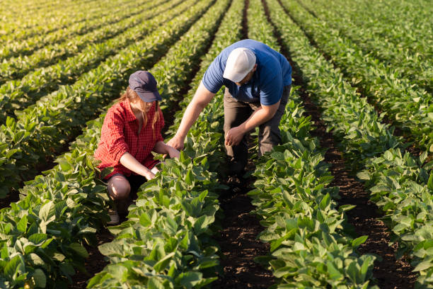 istock Young farmers examing planted young  wheat in spring 1327773895
