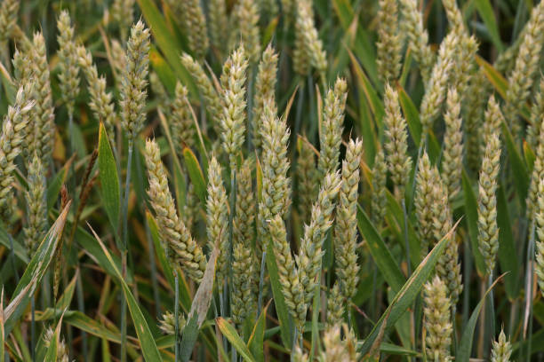 istock Background from green ears of wheat field 1327774024