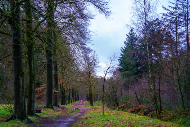 Scene in a park in the Netherlands