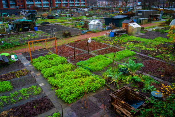 обзор наделных садов в городе - vegetable garden urban scene city life community garden стоковые фото и изображения