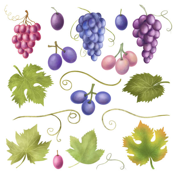 Blue and purple grapes and grape leaves clipart, hand drawn isolated illustration on white background Blue and purple grapes and grape leaves clipart, hand drawn isolated illustration on white background decoupage stock illustrations