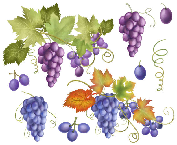 niebieskie i fioletowe winogrona clipart, ręcznie rysowane izolowane ilustracji na białym tle - agriculture purple vine grape leaf stock illustrations