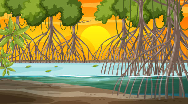 Mangrove forest landscape scene at sunset time Mangrove forest landscape scene at sunset time illustration brackish water stock illustrations