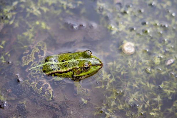 istock Edible green frog in a pond 1327778287
