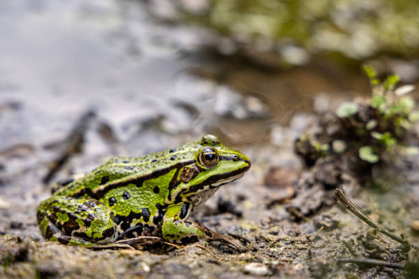 Despite its name it is not a common food in Denmark, but a beloved and protected amphibian