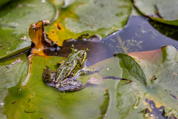 Green frog on a leaf in a pond with lots of leaves and tadpoles