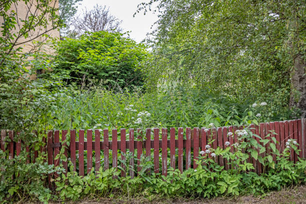 Red fence and overgrown garden outside Nykøbing Falster which is a town in the southern part of Denmark