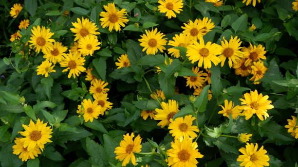 istock Yellow marigold flowers on green background 1327779314