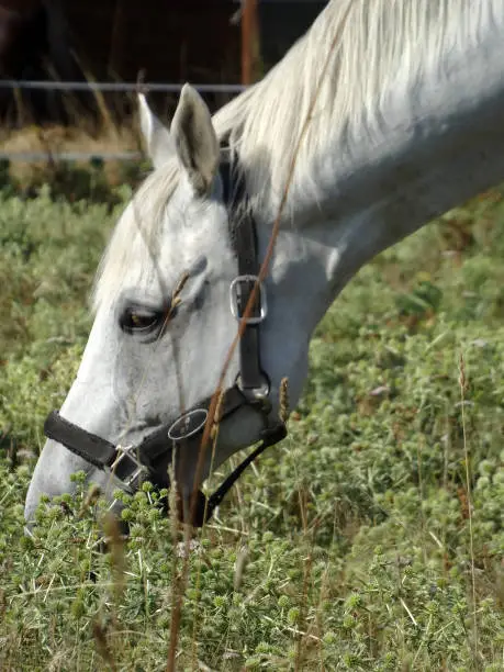 A white horse and his harness plus white mane on his neck.