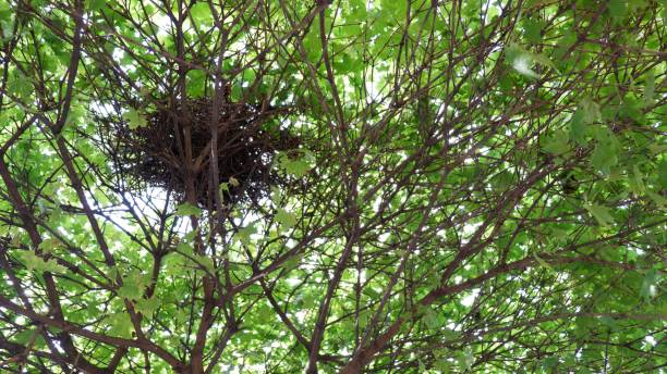 istock Bird's nest photographed from below in a tree 1327779386