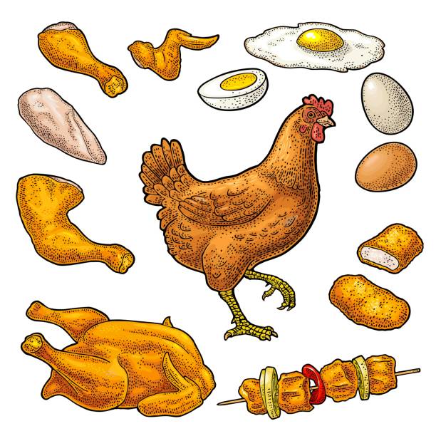 illustrazioni stock, clip art, cartoni animati e icone di tendenza di imposta il pollo. cappello intero, gamba, ala, uovo e fattoria. incisione vintage - head quarters