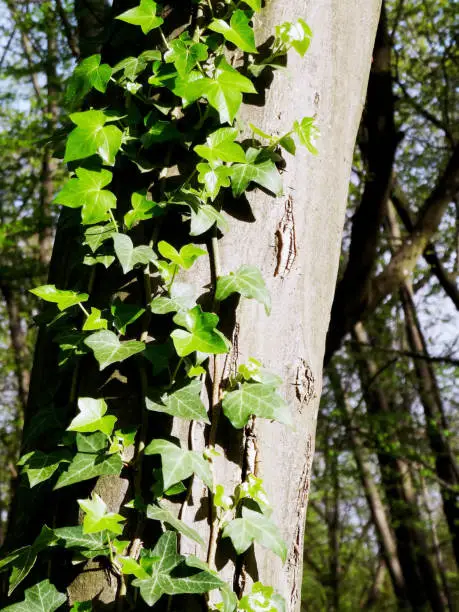 Green ivy along a trunk focused on foreground